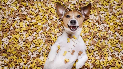 DECA pet food_dog with cookies